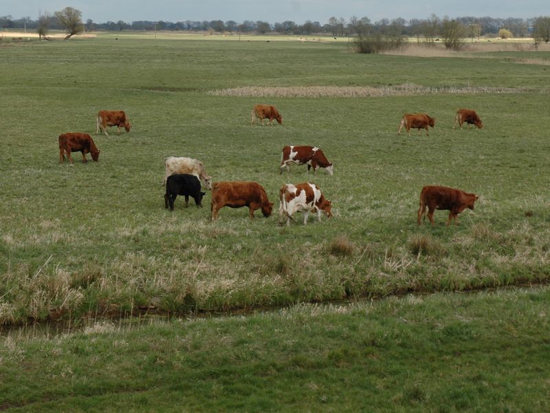 Krowy na polu, gospodarstwo rolne - Szymon Mazur