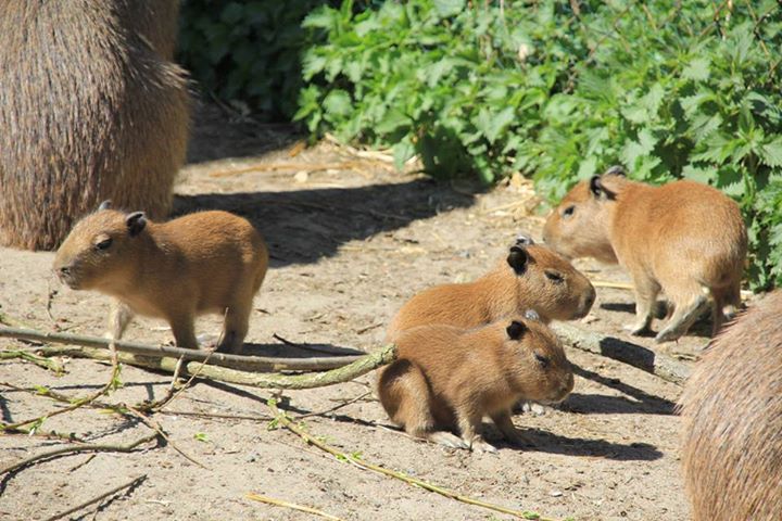 kapibary całe stadko - Zoo Poznań