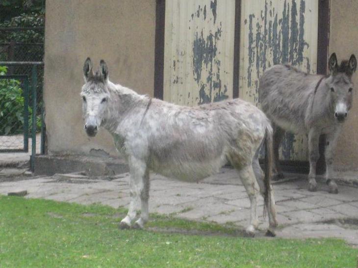 osiolki-stare-zoo-mn - Jacek Butlewski