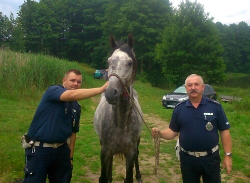 koń uratowany przez policję - Policja Gniezno