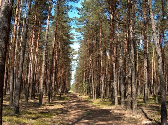 nadleśnictwo piła puszcza notecka - Nadleśnictwo Piła