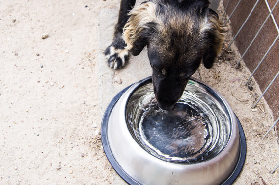 pies pije wodę - Schronisko dla zwierząt Konin