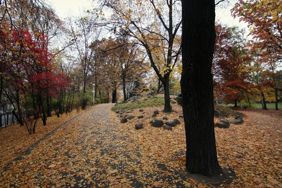 jesień drzewa park wilsona