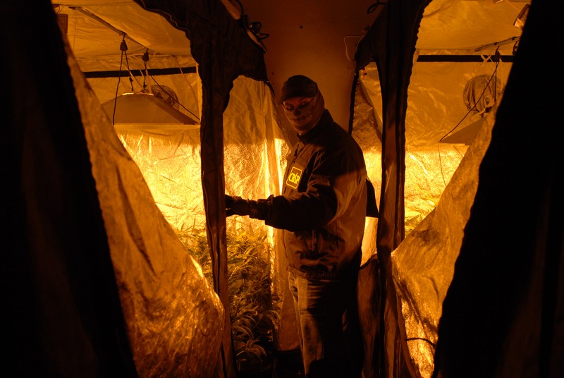 plantacja konopi na piątkowie - Policja Poznań