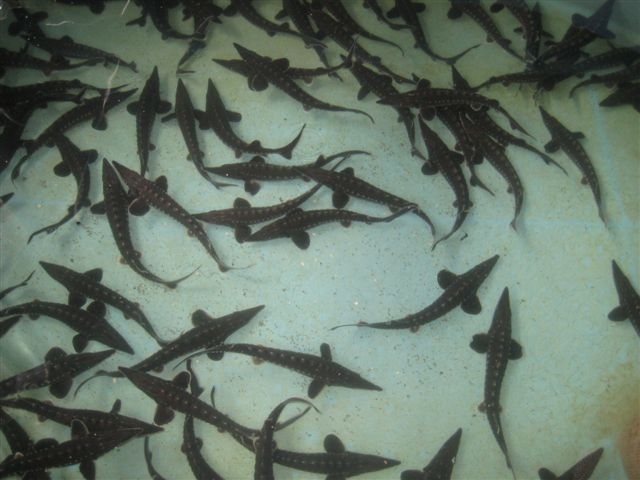 Jesiotry - grupa rybacka Piła - Wiesława Pinkowska