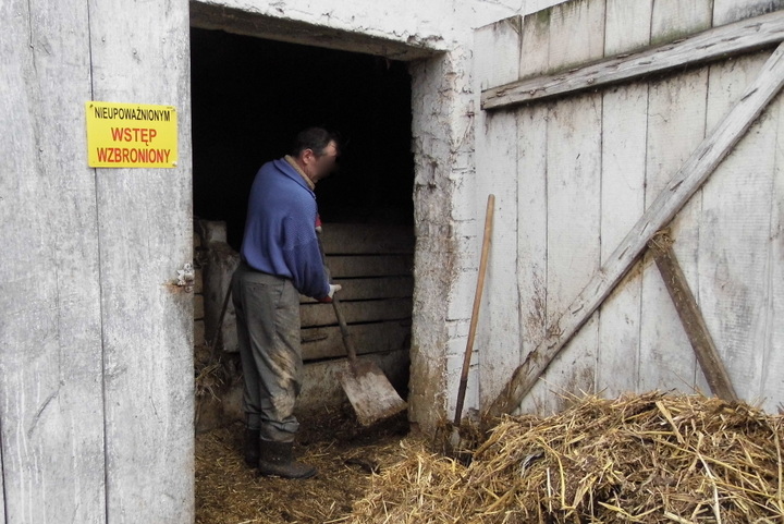 gospodarstwo z wścieklizną świń - Tomasz Sosnowski/Głos Wągrowiecki