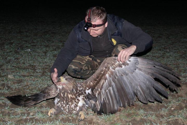 bielik uratowany - Bartosz Krąkowski 