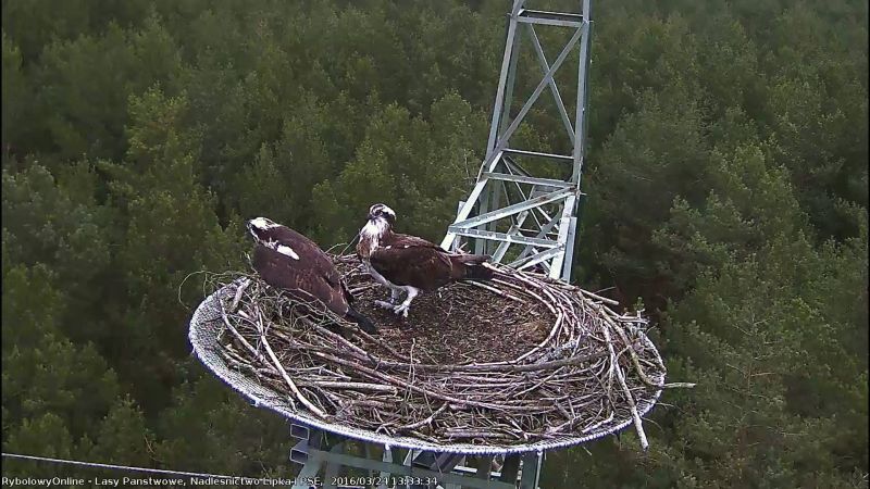 rybołowy online - https://www.facebook.com/RybolowyOnline