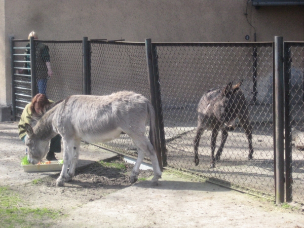 osły świntuchy - Jacek Butlewski