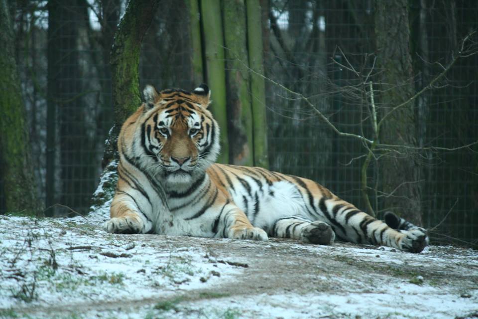 zeus tygrys syberyjski - Zoo Poznań