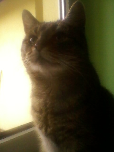 Kot ze Swarzędza  - Jacek Butlewski