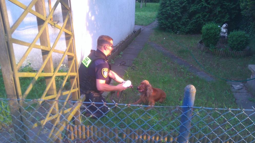 spaniel porzucony w kagancu - Straż Miejska Poznań