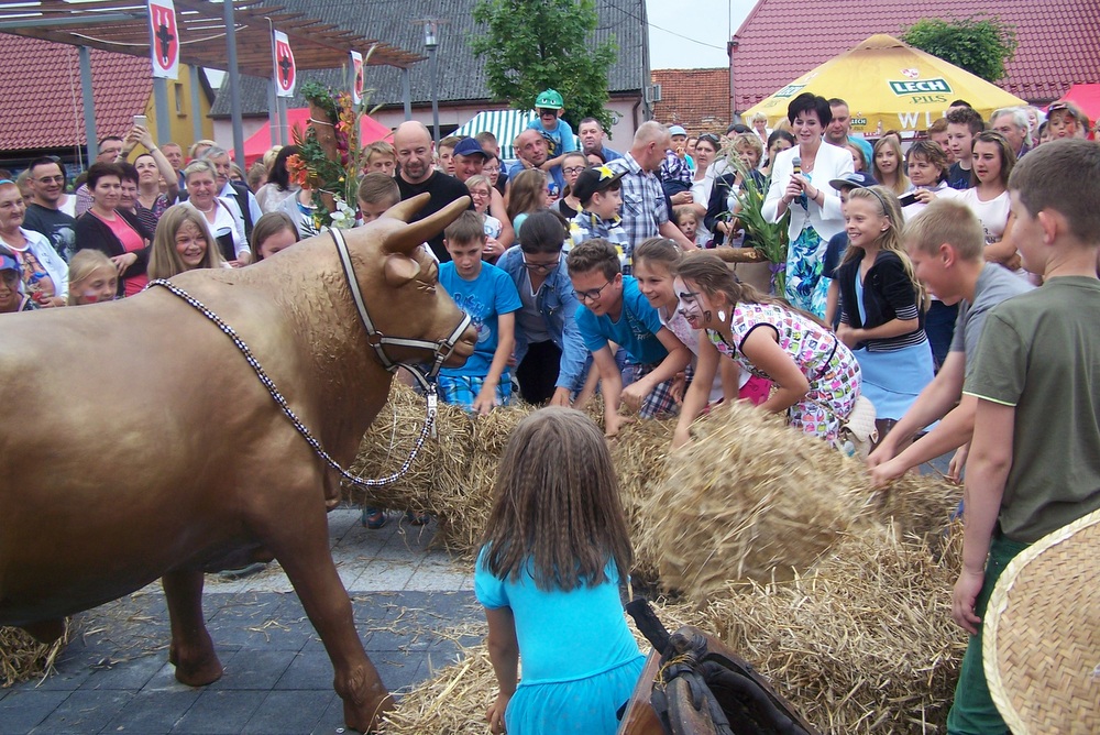 ryczywół wół2 - Gmina Ryczywół