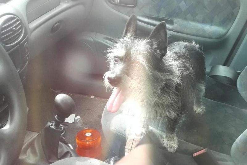 piesio w samochodzie - Straż Miejska Poznań