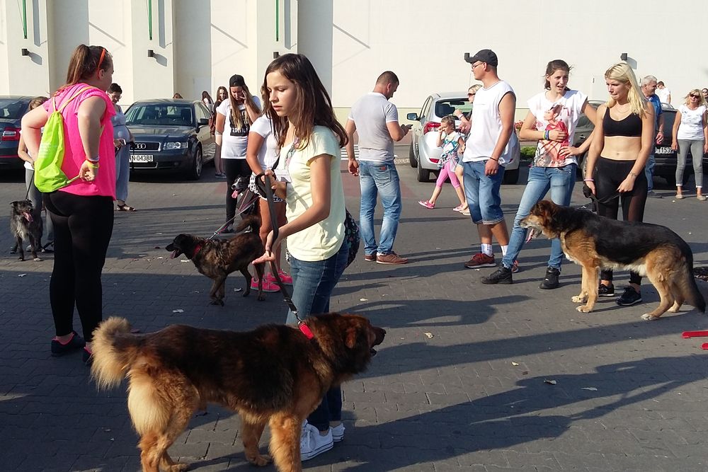 piknik czterech łap - js