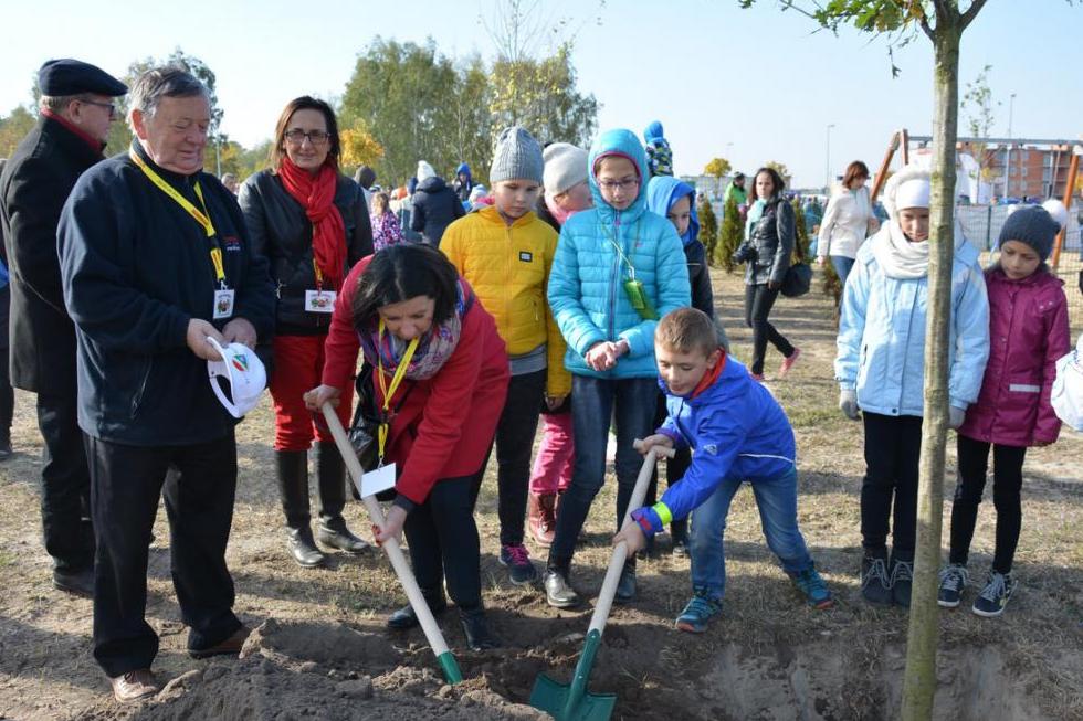 sadzenie drzewek w ostrowie - UM Ostrów Wielkopolski