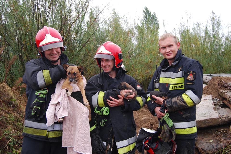 uratowana suka i szczeniaki - Fundacja Przyjaciele Zwierząt