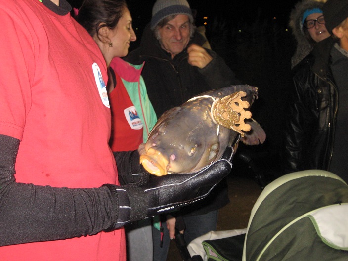 król karp  (8) - Rafał Muniak