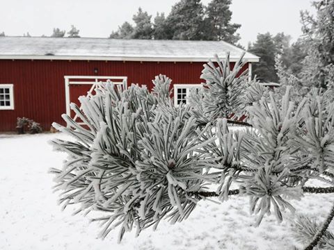 arendel pod koninem - Arendel