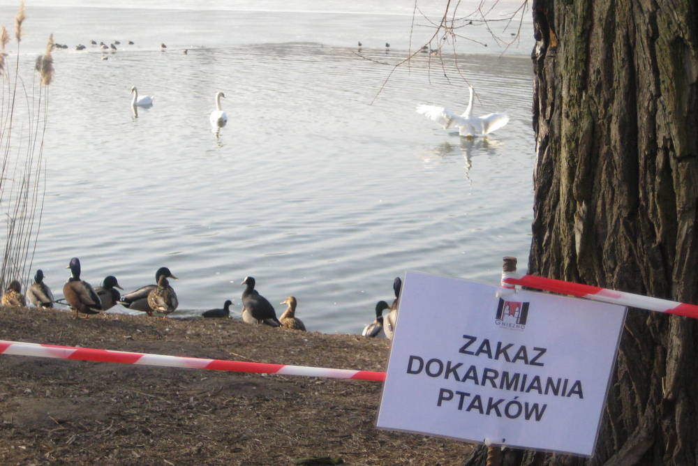 ptasia grypa ptaki kaczki łabędzie nad jeziorem (2) - Rafał Muniak