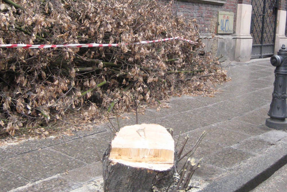 wycięte drzewo kilińskiego - Rafał Muniak