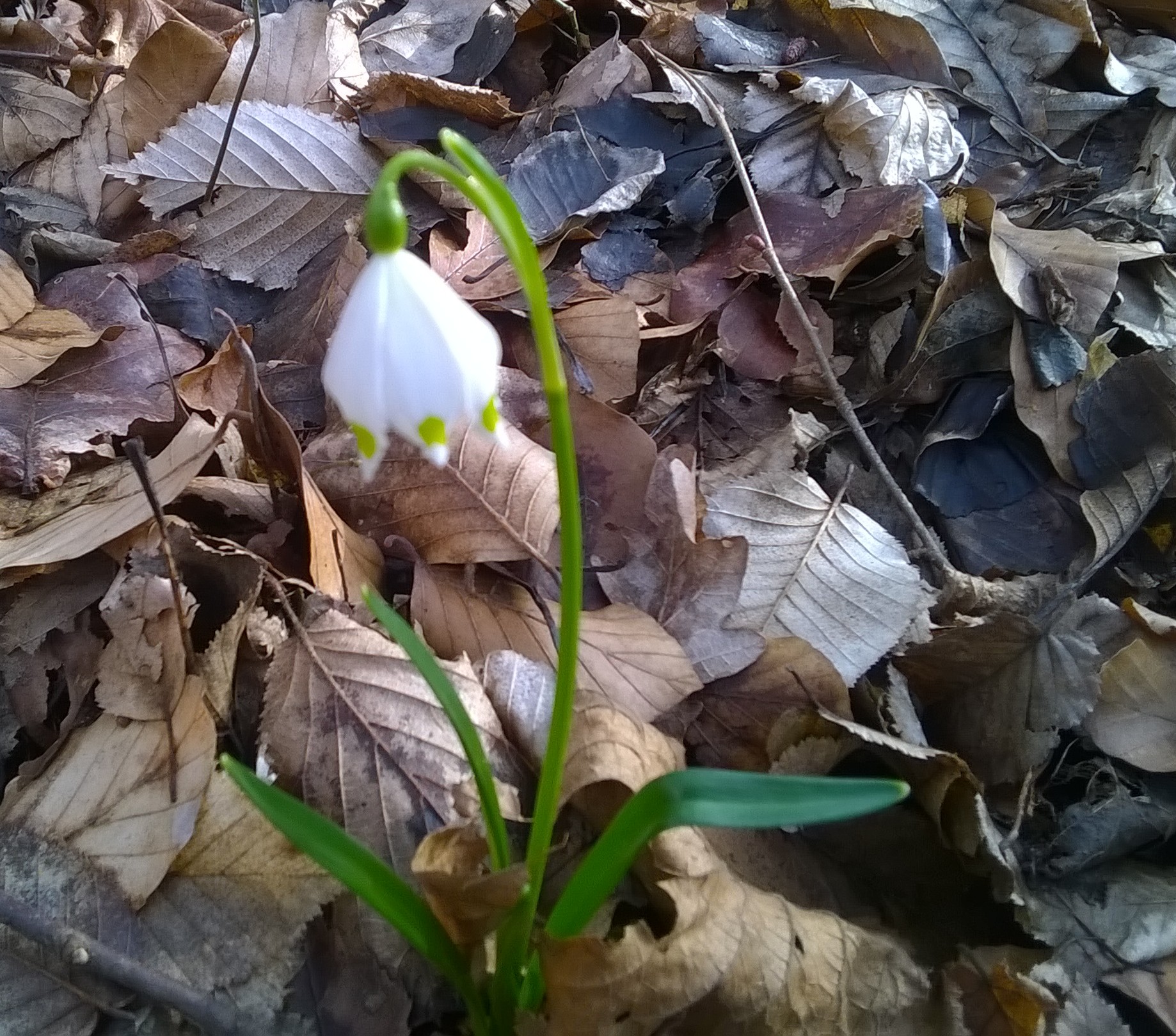 snioezycowy jar (5) - Jacek Butlewski