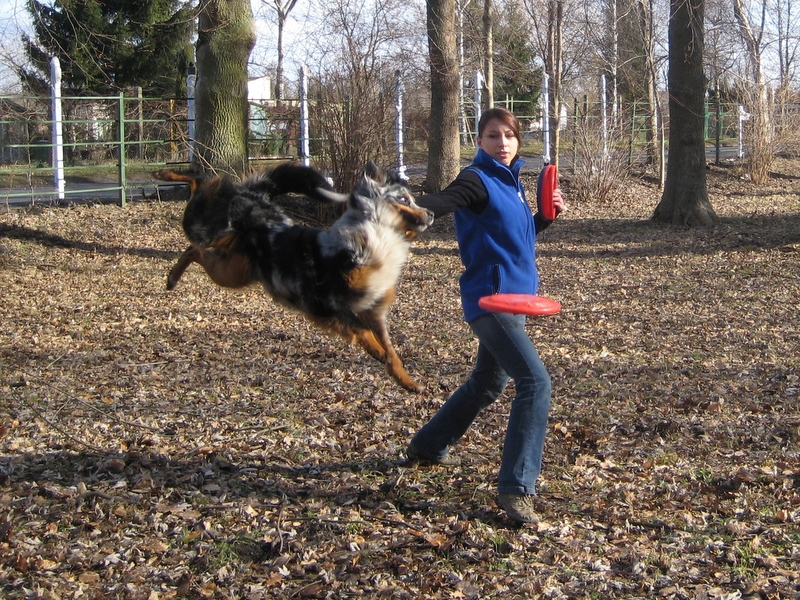Psie sporty - dog frisbee - Wiesława Pinkowska