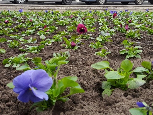 kwiatki św marcin - Michał Jędrkowiak 