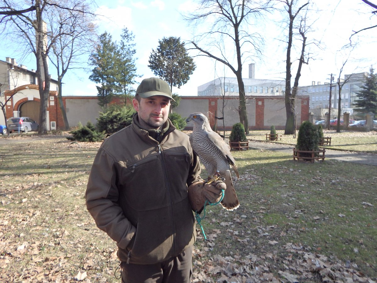 jastrząb i sokolnik - UM Leszno