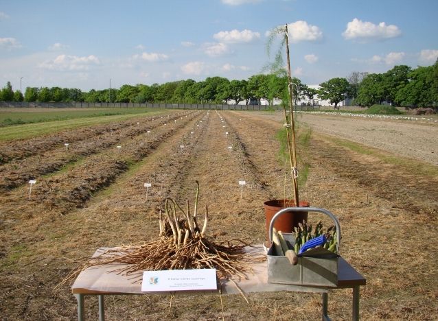 ogród - www.woak.up.poznan.pl