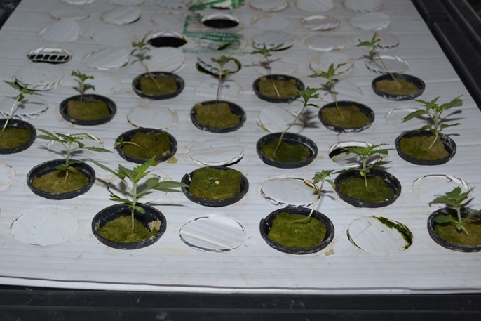 młoda marihuana - Policja Krotoszyn