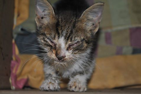 kotek mały - Fundacja Zwierzęce SOS