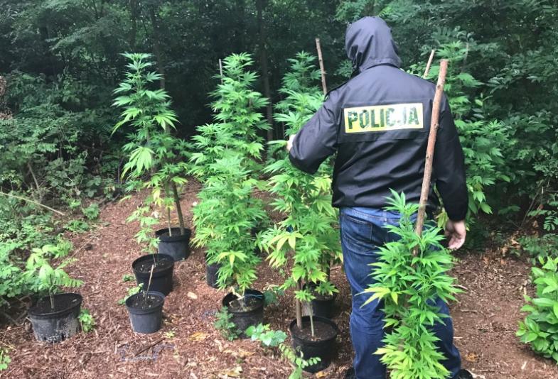 konopie las plantacja zielona szkoła - KMP Kalisz