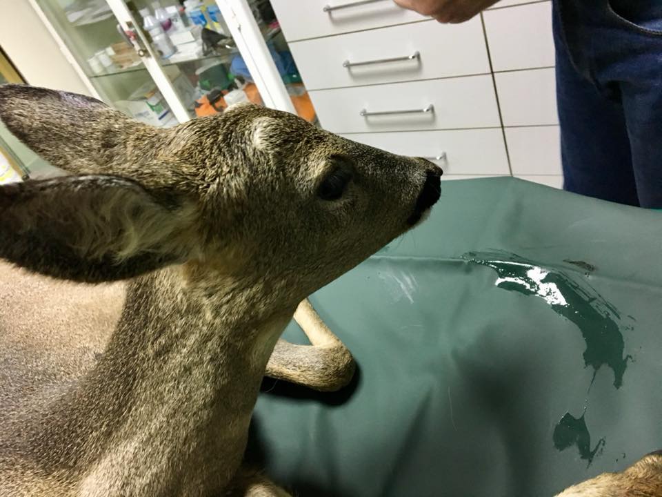 Miasto ratuje dzikie zwierzęta. PGKiM na pierwszej linii pomocy