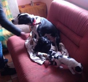 uratowane psy gronowo - Urząd Miasta Leszno