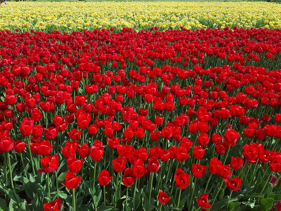 Międzynarodowe Targi Tulipanów - Karolina Rej