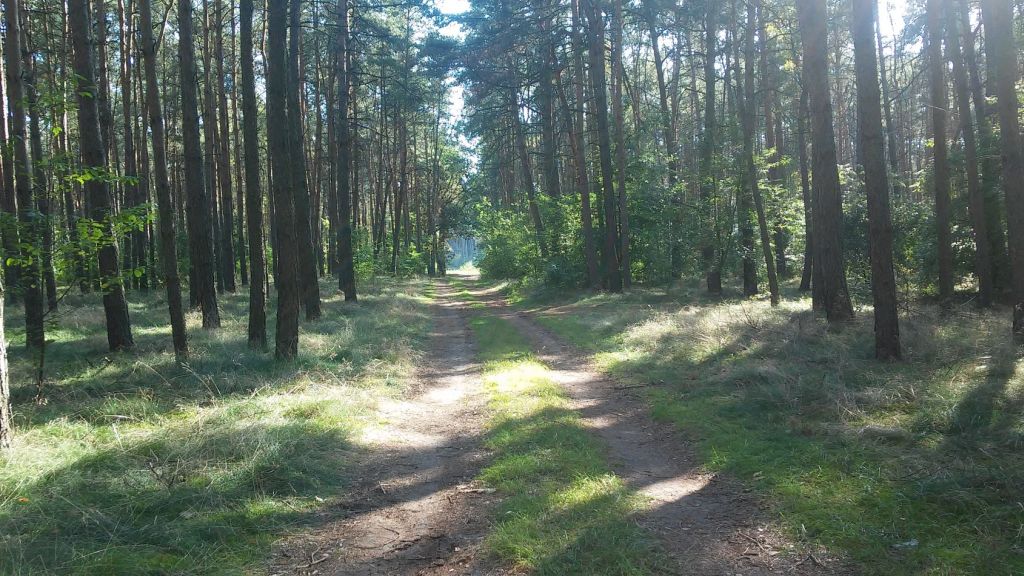 las leśny droga susza - Adam Sołtysiak