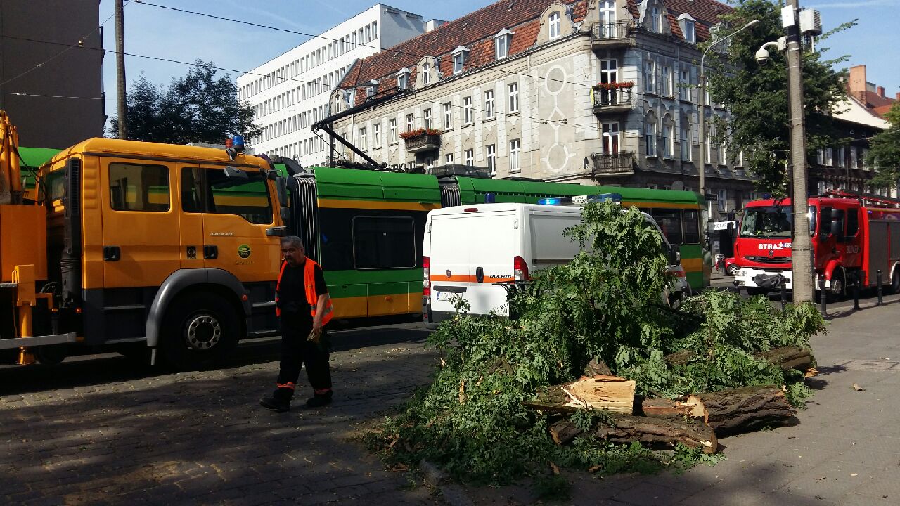 drzewo na trakcji dąbrowskiego - Magda Konieczna