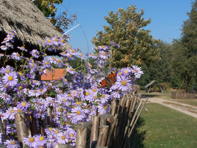 Muzeum na Lednicy - kwiaty - www.lednicamuzeum.pl