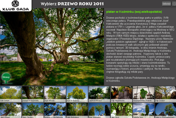 platan Koźminek www.klubgaja.pl - www.klubgaja.pl