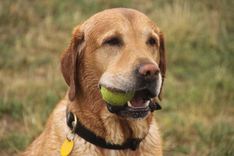 Grzegorz Maciejewski