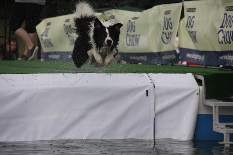 psy lataja Cytadela 20 - Grzegorz Maciejewski