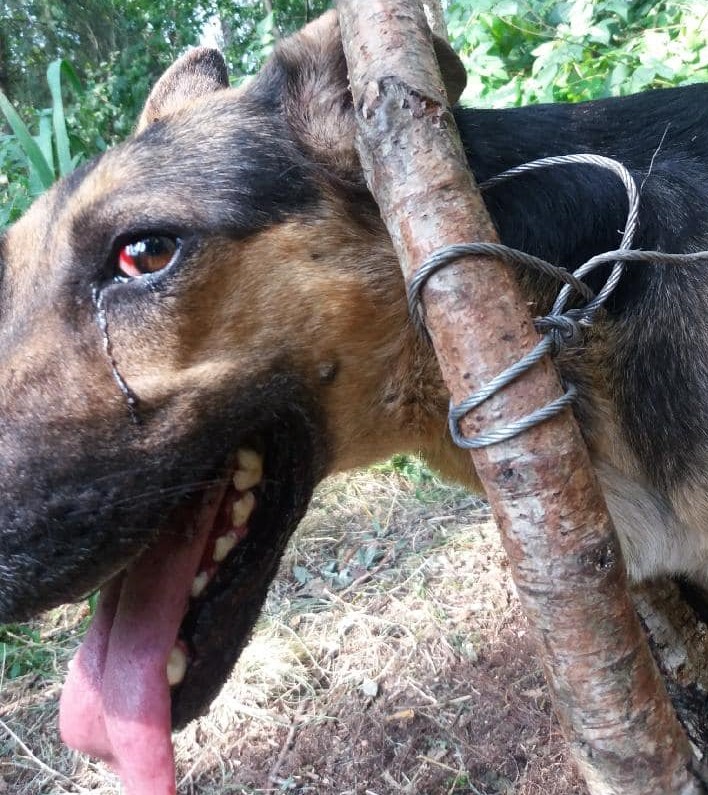 Pies przywiązany do drzewa wągrowiec - Komenda Powiatowa Policji w Wągrowcu