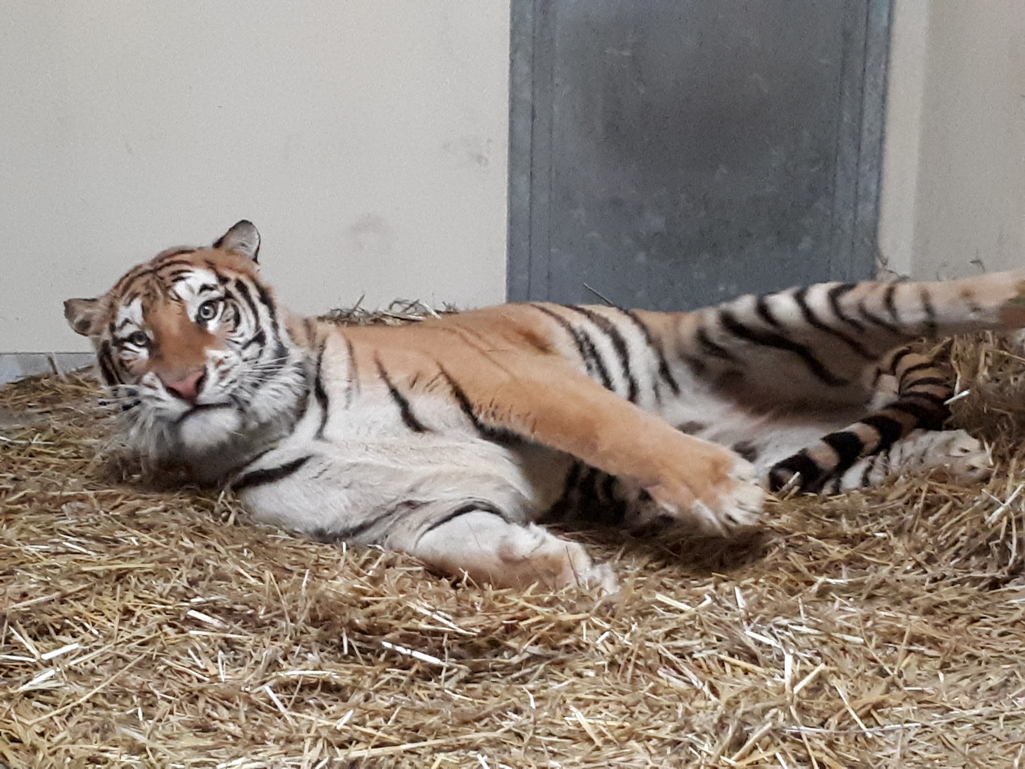 uratowany tygrys zoo - ZOO w Poznaniu