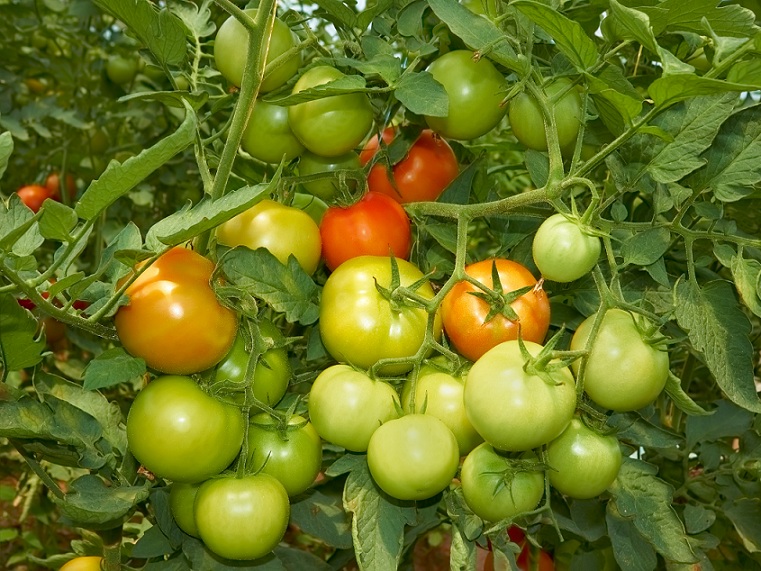 pomidory_poznan - sklep-nasiona.pl
