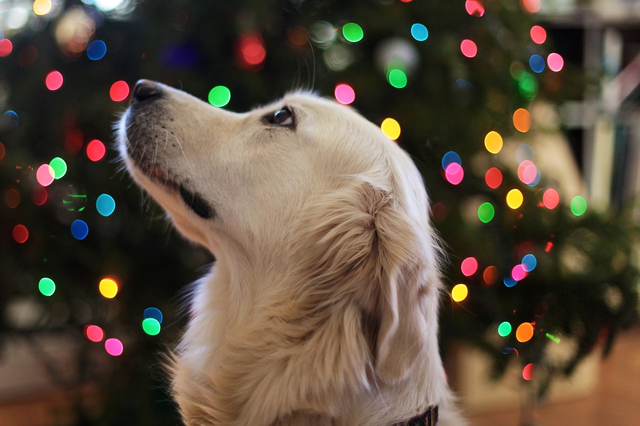 pies choinka święta boże narodzenie zwierzęta - Pexels