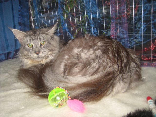 koty_wystawa_07_2011_04 - Jacek Butlewski