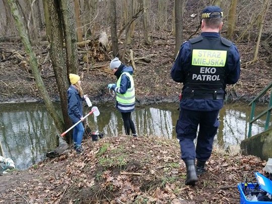 Zanieczyszczenie na rzece Główna w Poznaniu - Straż Miejska Miasta Poznania