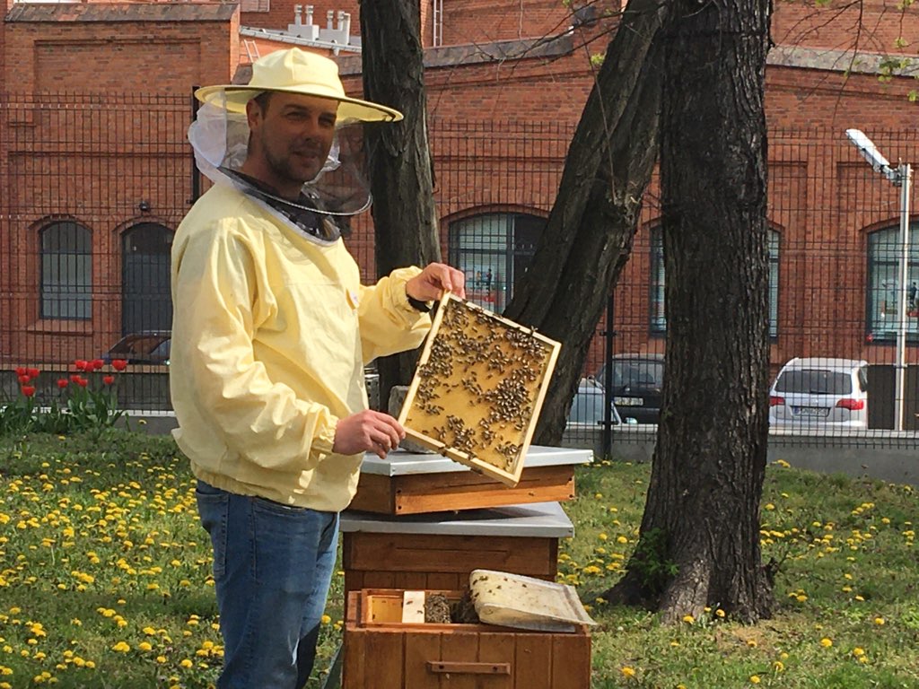 pszczoły pasieka miejska gniezno - Rafał Muniak