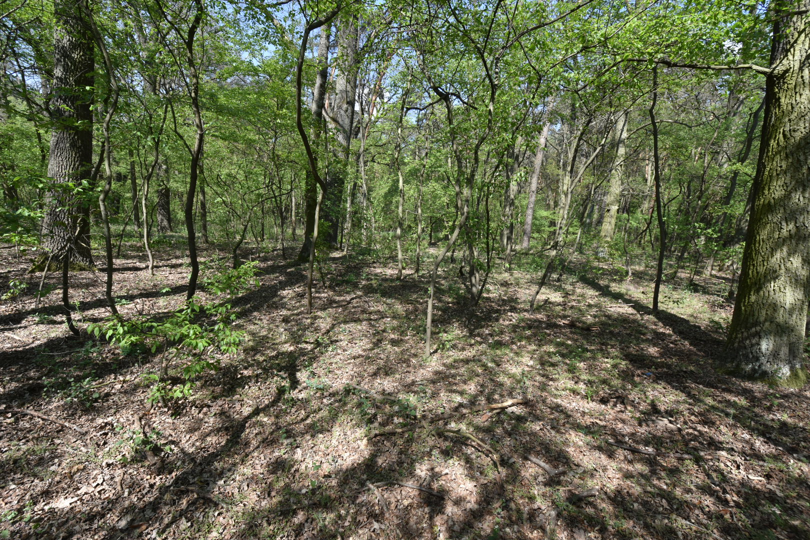 lasy komunalne las susza las miasta poznań - Wojtek Wardejn